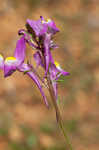 Moroccan toadflax